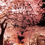 Cheery Blossoms