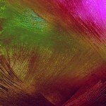 Colorful