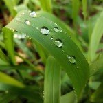 Dew Grass