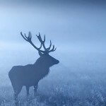 Elk