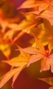 Japanese Maple