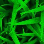 Newborn-Grass