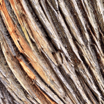 Tree Texture