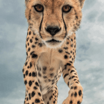 Walking Cheetah