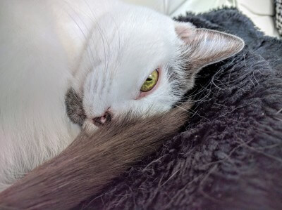 Lucky The Cat Shot With A Nexus 6P