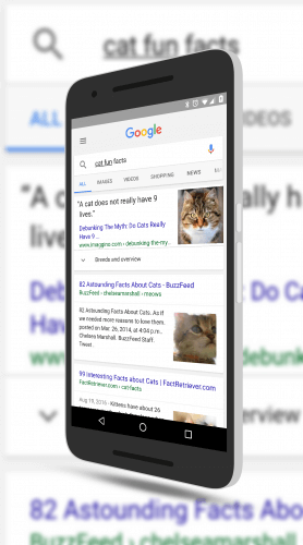 Cat Fun Facts in Google Search
