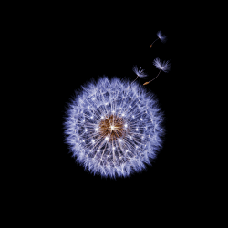 Galaxy S9 Default Essential 1