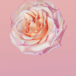 Huawei P20 Wallpaper 10