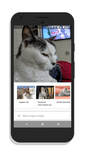 Cat Breeds Identified in Google Lens